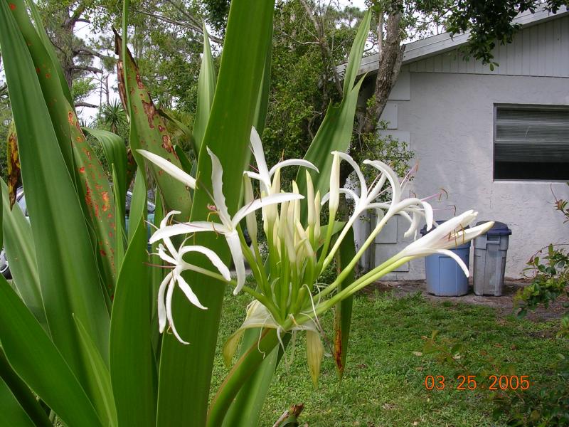SWAMP LILY   (Crinum americanus) - Amaryllidaceae