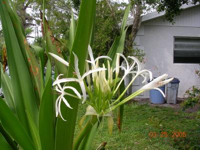 SWAMP LILY   (Crinum americanus) - Amaryllidaceae