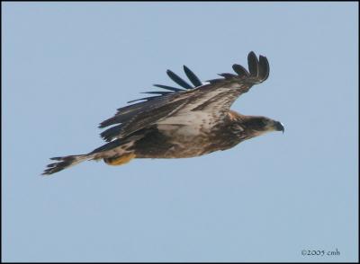 Bald Eagle juvenile 3245.jpg
