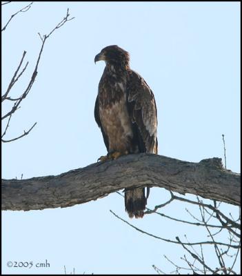 Bald Eagle juvenile 3323.jpg