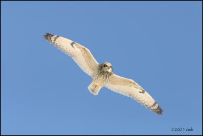 Short-eared Owl 3109.jpg