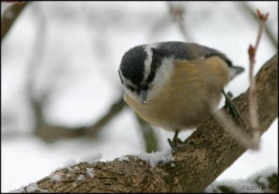 Red-breasted Nuthatch 3339.jpg