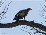 Bald Eagle juvenile 3249.jpg