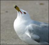 Ring-billed Gull 3616.jpg