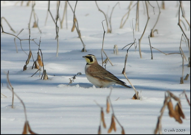 Horned Lark 3126.jpg