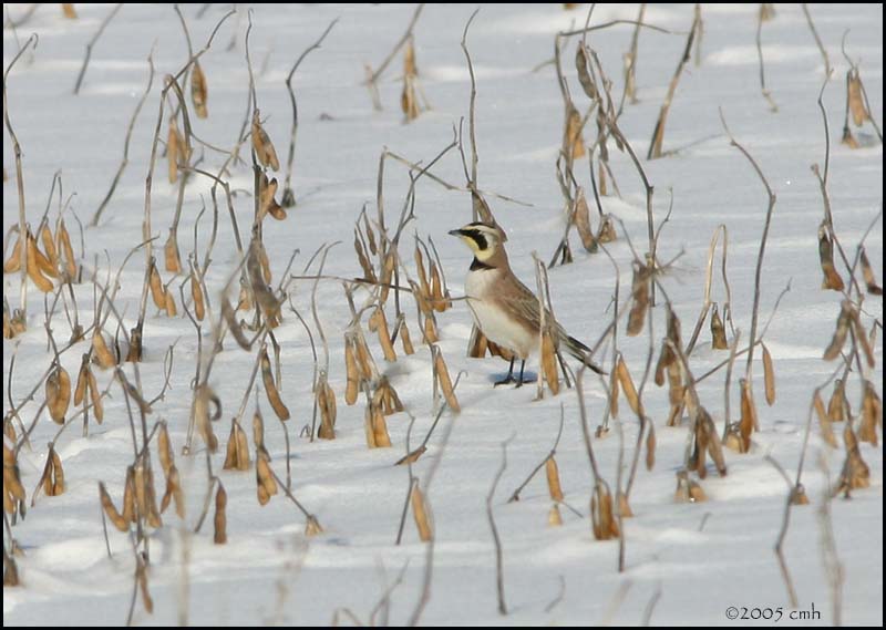 Horned Lark 3167.jpg