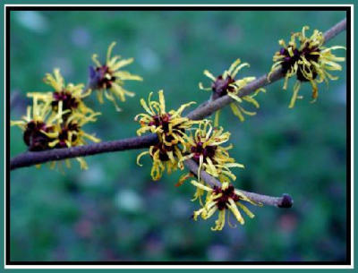 Witchhazel in January.