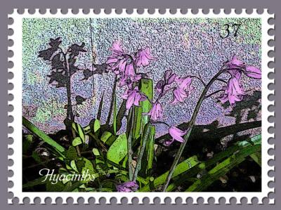 Hyacinth-Stamp.jpg