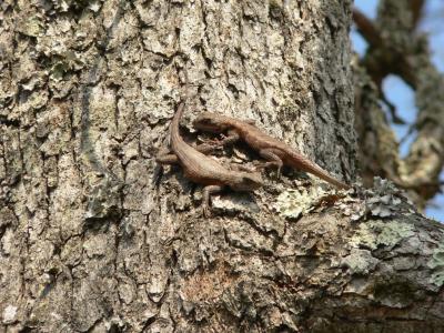 Photo 16: Fence Lizards - Sceloporus undulatus
