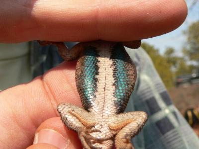 Photo 20: Underneath the lizard - Sceloporus undulatus