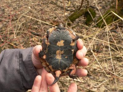 Spotted Turtle - Clemmys guttata