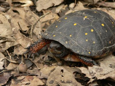 Spotted Turtle - Clemmys guttata