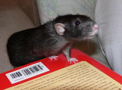 Brini the rat
