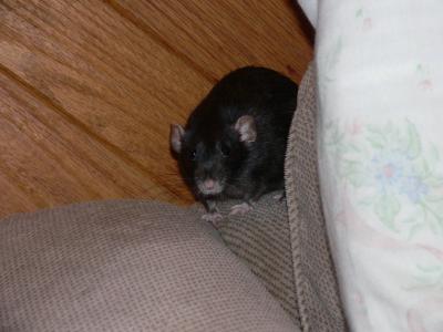 Brini the rat