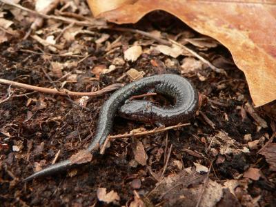 Red-backed Salamander - Plethodon cinereus