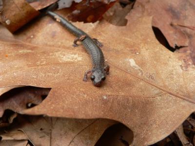 Red-backed Salamander - Plethodon cinereus