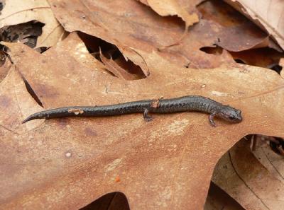 Red-backed Salamander - Plethodon cinereus