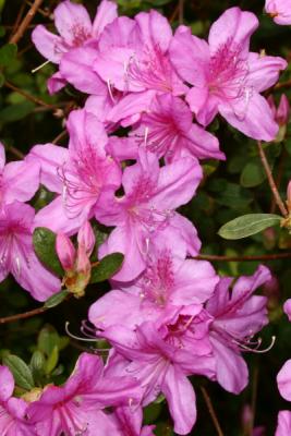 Azalea2.jpg