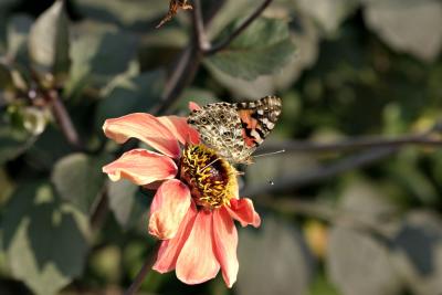 bugs_butterflies