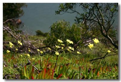 Wild Flowers by the bay