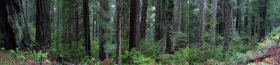 Redwood Panorama