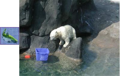 u7/cfi_aig/medium/41129408.polarfishorig.jpg
