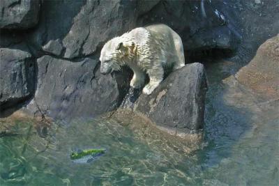 u7/cfi_aig/medium/41129409.polarbearandfish.jpg