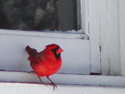 Cardinal (male)