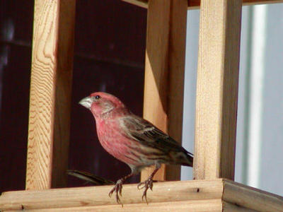 House Finch male