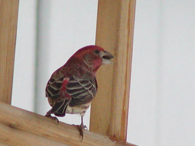 House Finch 2