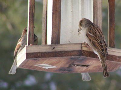 House Sparrows at feeder.jpg