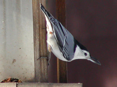 White-breasted Nuthatch