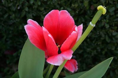 Somebodys tulip.jpg