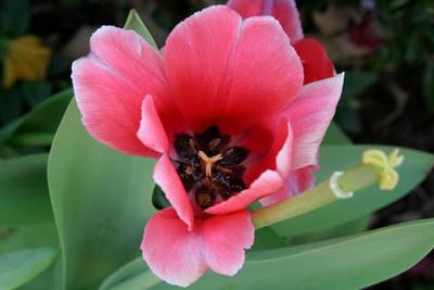 tulip inside copy.jpg