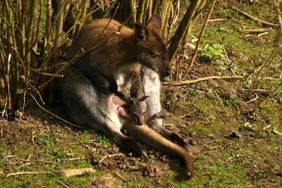 Red-necked Wallaby  with baby (captive)