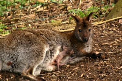 Red-necked Wallaby with baby (captive)