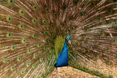 Peacock (captive)