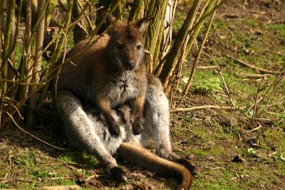 Red-necked Wallaby with baby  (captive)