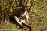 Red-necked Wallaby  with baby (captive)