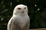 Snowy Owl (captive)