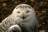 Snowy Owl (captive)