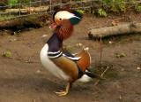 Mandarin Duck (captive)