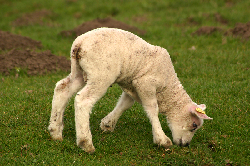 Little lamb