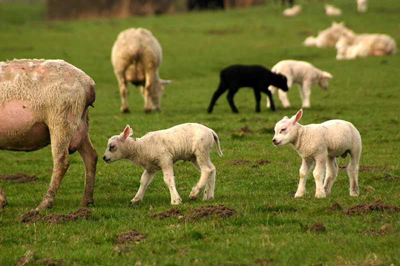 Little lambs