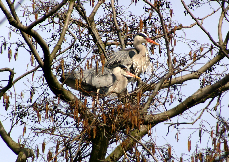 Grey Heron pair