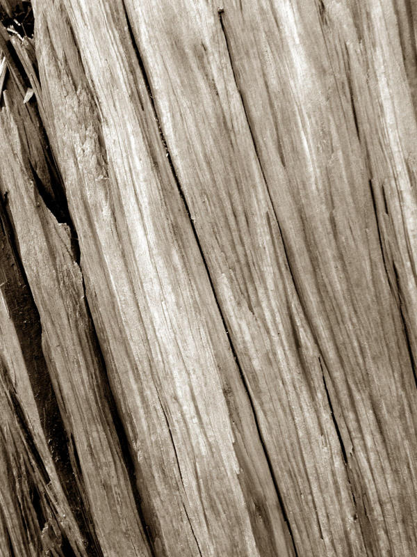 Bark