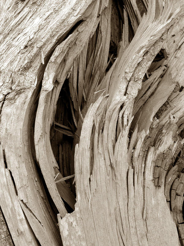 Even More Bark