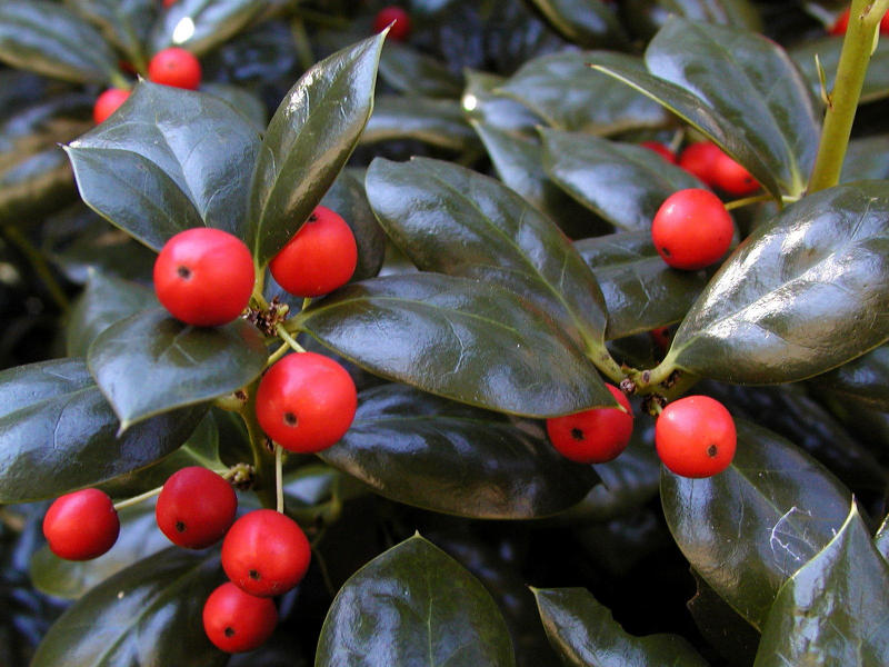 Holly