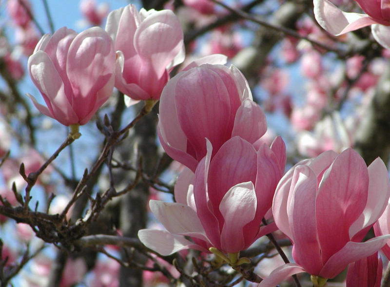 February Blooms at Samford Hall