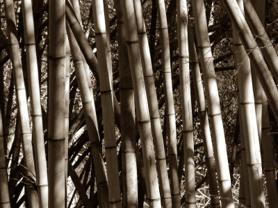 Even More Bamboo